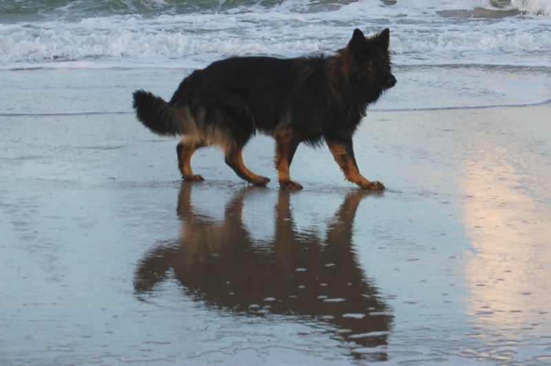 Xerus en Zaza op Vlieland (3).jpg